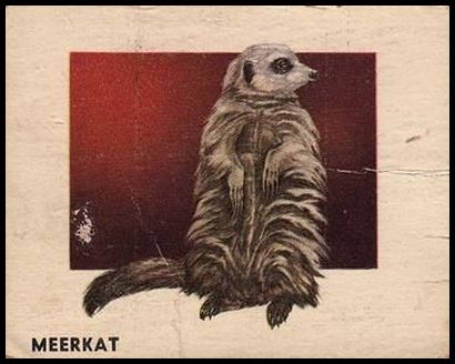 115 Meerkat